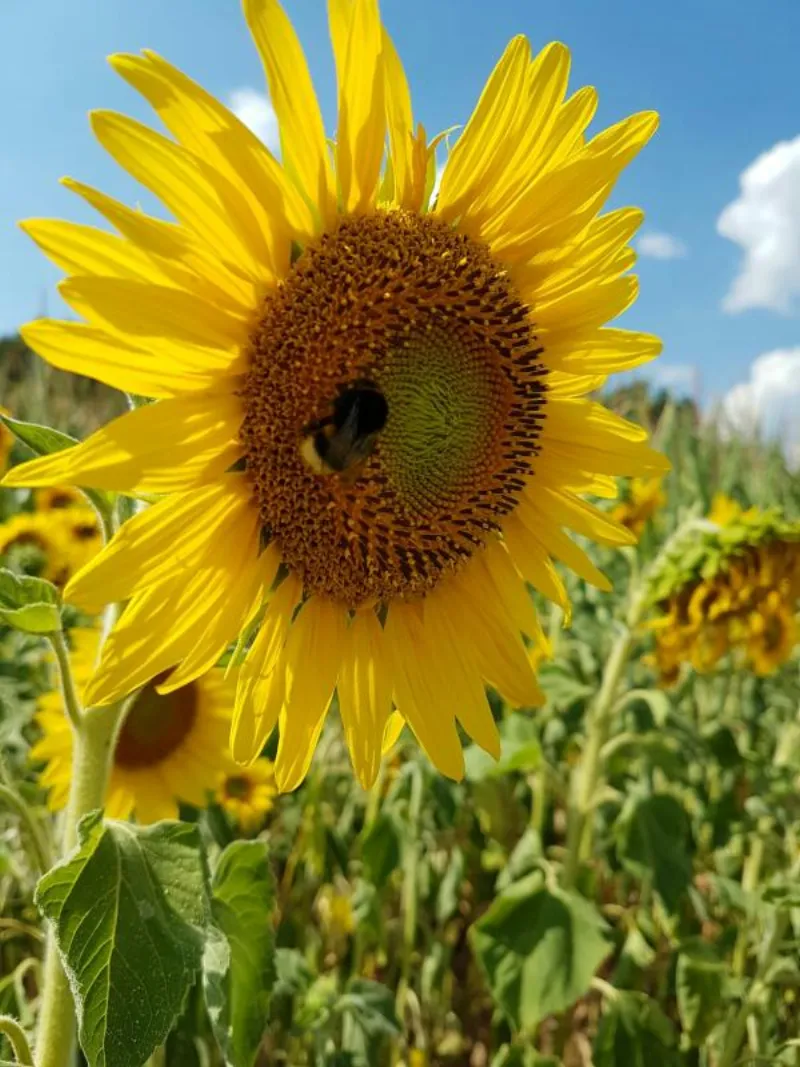 Nahaufnahme einer Sonnenblume mit Hummel in Kerpen