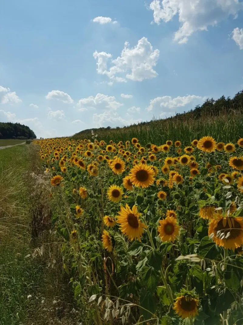 Sonnenblumenfeld bei Kerpen in der Eifel