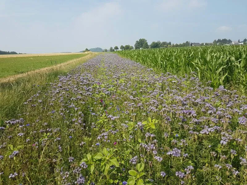 Blühstreifen mit Phacelia zwischen Feldern bei Kerpen