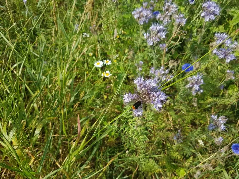 Hummel auf Phacelia im Blühstreifen bei Kerpen