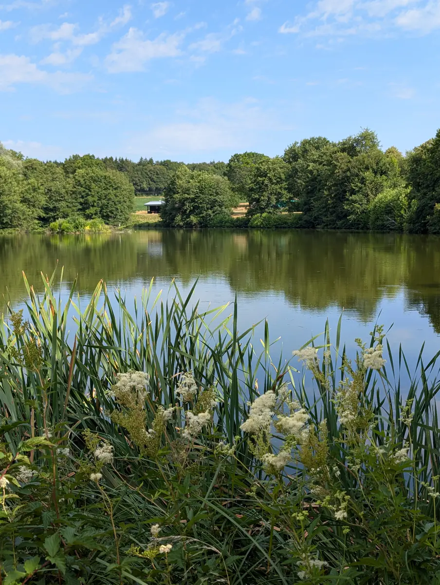 Schilf und Wiesenblumen am Ufer des Ruderbach-Stausees in Kerpen, Wald spiegelt sich im ruhigen Wasser