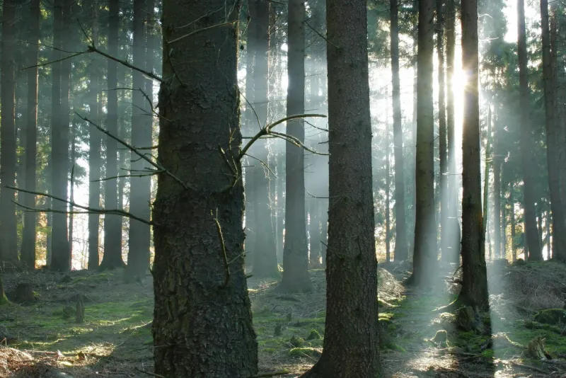 Coaching, Seminare & Eifelcamp