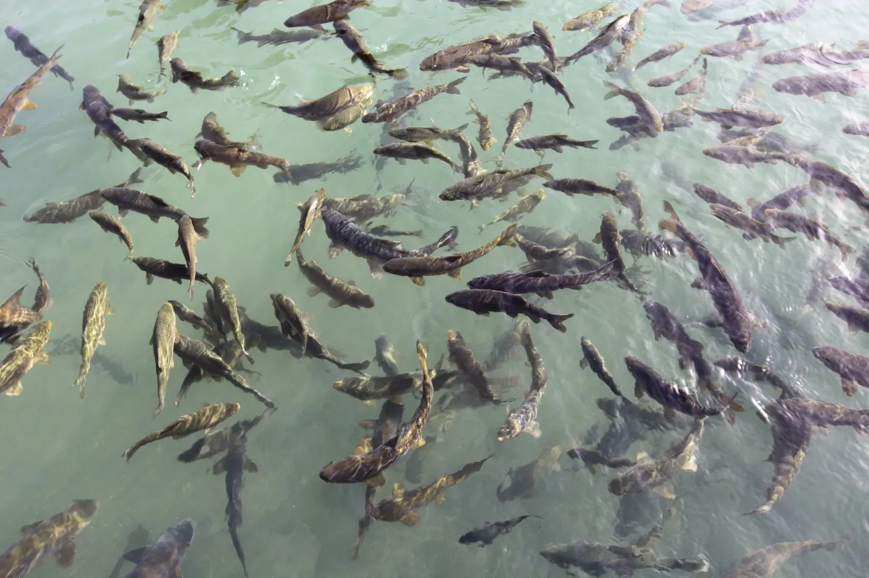 Angelsportverein Kerpen