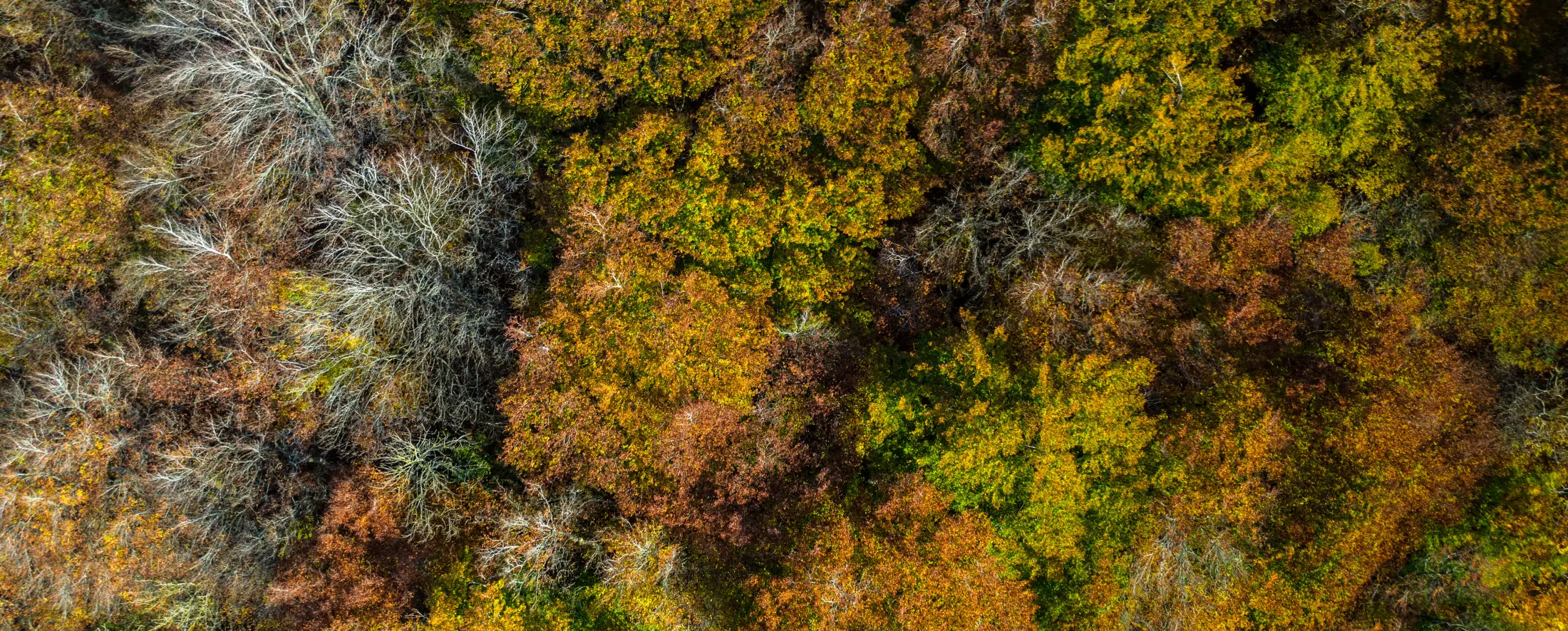 Herbstlicher Mischwald in der Eifel von oben mit leuchtenden Farben